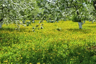 Поздняя весна садик в цвету …» — создано в Шедевруме