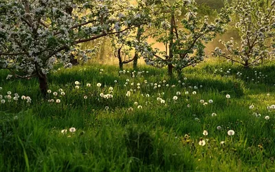 Фото: Поздняя весна. Фотограф Игорь К*. Природа. Фотосайт Расфокус.ру