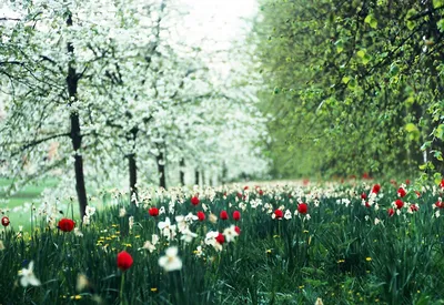 Поздняя весна, Рувшая вилка, Смоки Стоковое Фото - изображение  насчитывающей снаружи, природа: 166129642