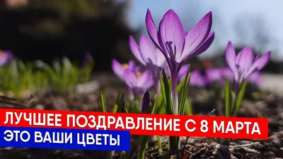 Дорогие женщины! Примите самые искренние поздравления с замечательным  весенним праздником – Международным женским днем 8 Марта! / Администрация  городского округа Ступино