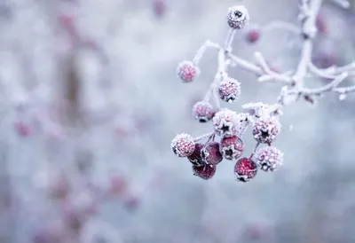 Картинки с первым днем зимы (50 фото) » Юмор, позитив и много смешных  картинок