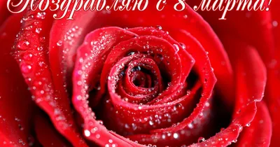 Картинки 8 марта Английский тюльпан цветок Праздники 2560x1706
