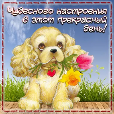 Pin by 🌹Rev🌹 on День рождения(happy Birthday ) | Happy birthday messages,  Happy birthday greetings friends, Happy birthday chihuahua