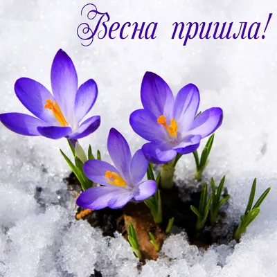 С первым днем весны - открытки, картинки, гиф, поздравления 1 марта