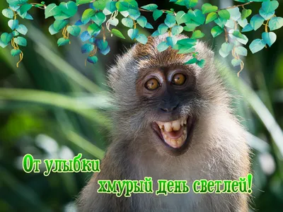 Поздравляем с Днём Рождения, прикольная открытка Николаю - С любовью,  Mine-Chips.ru