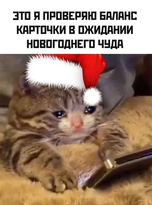 Кавайняшка: Позитивные новогодние открытки с животными - YouLoveIt.ru