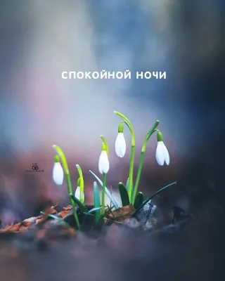 Необычные картинки \"Спокойной ночи!\" (322 шт.)