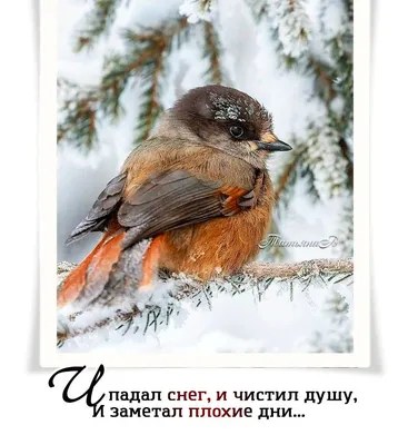 Зимний позитив. Фотограф Пекшева Светлана