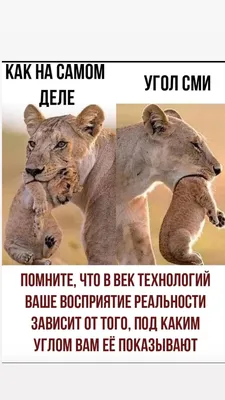 Правда жизни. Иллюзия дня, Николас Кежуал – скачать книгу fb2, epub, pdf на  Литрес