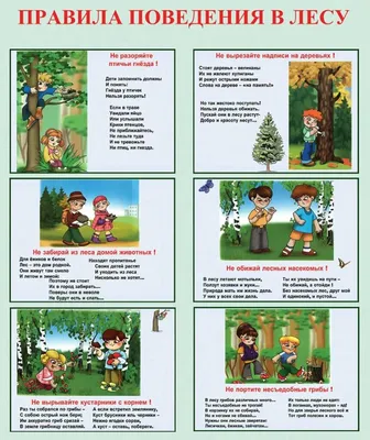 Рисунок Правила Поведения В Лесу (48 Фото)