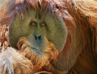 13 декабря в Ленинградском зоопарке пройдет Всемирный день обезьян!