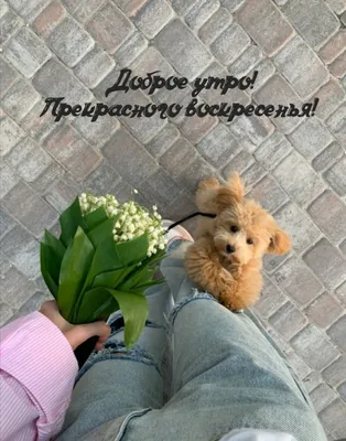 Открытка замечательного воскресенья - GreetCard.ru