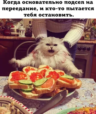 Приятного аппетита 😁 #рекомендации #кот #еда #новыйгод #приколы #instagood  #fan #smile #instalike | Instagram