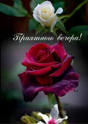 Доброго приятного вечера, друзья! - картинки красивые, стихи - Открытки с  пожеланием хорошег… | Красивые розы, Романтические цветы, Современные  цветочные композиции