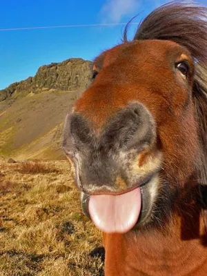 Смешной конь - красивые фото