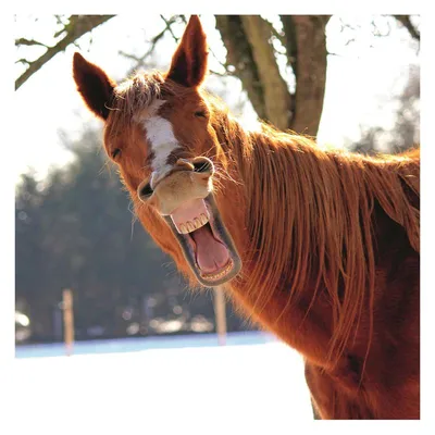 Прикольные картинки про коней (70 фото) скачать бесплатно