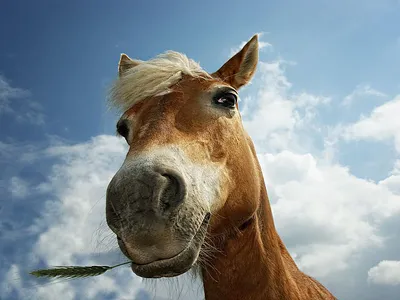 Смешные морды лошадей рисунки - 72 фото