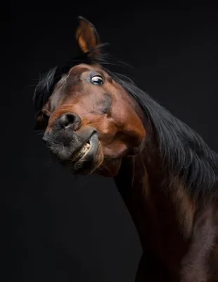 Прикольные картинки про лошадей (35 фото)