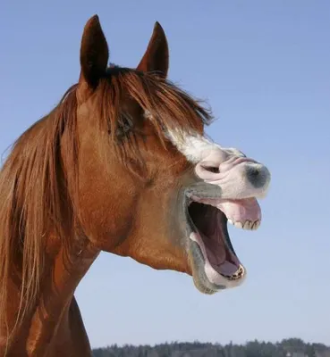 Смешные лошади - 68 фото