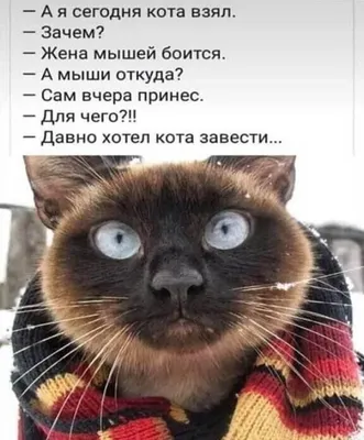 Смешные коты - виды Хоба в природе - YouLoveIt.ru