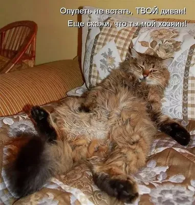 Смешные картинки про котов с надписью (76 фото)