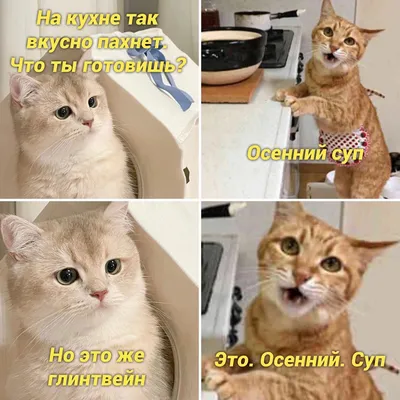 Прикольные картинки котят с надписью фотографии