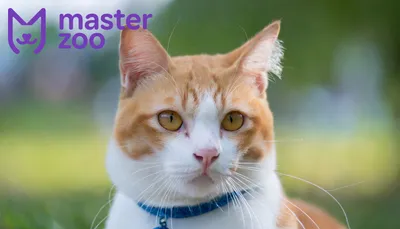 Имена и клички для кошек и котов - Зоомагазин MasterZoo