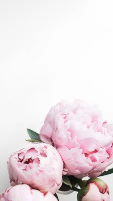Картинки по запросу прикольные обои для ipad комиксы | Pink wallpaper  backgrounds, Peony wallpaper, Beautiful flowers