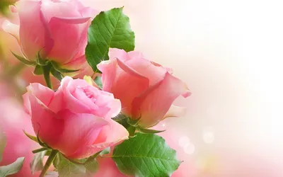 Цветы Розы, цветы, красивые фото, обои на рабочий стол