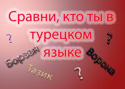 Тазик ты или борзая? Прикольные сравнения в турецком языке | Влюбленная в  Турцию | Дзен