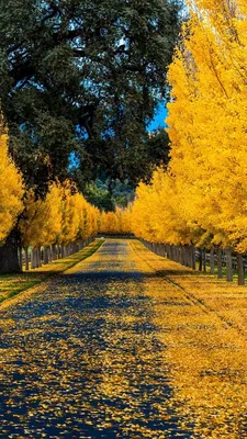 Картинки осень на заставку телефона (100 фото) • Прикольные картинки и  позитив | Nature pictures, Autumn scenes, Beautiful landscapes