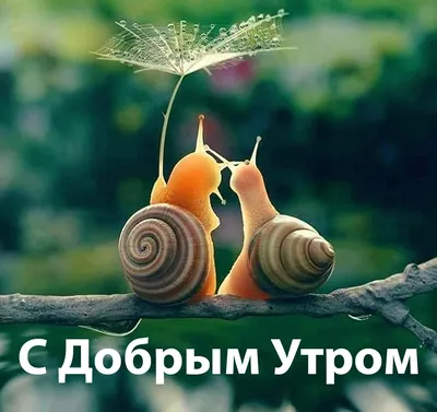 С добрым утром 💞 | Доброе утро, Утренние сообщения, Смешные открытки