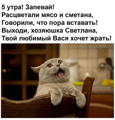 Пин от пользователя Kristina Grigoras на доске ...слова...... | Юмор про  кошек, Веселые мемы, Смешные мемы