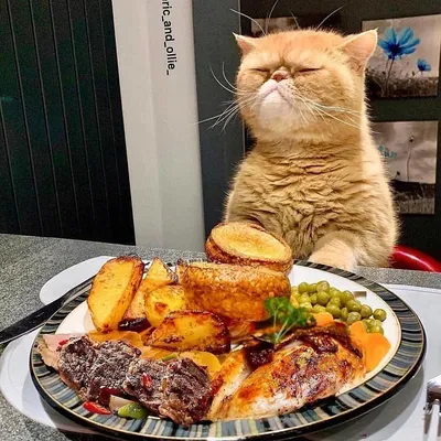 Создать мем \"кошки, коты, обед приятного аппетита\" - Картинки -  Meme-arsenal.com