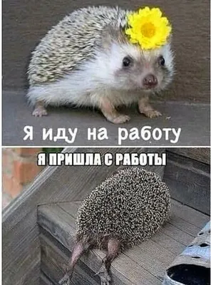 Прикольные картинки пришла с работы фотографии