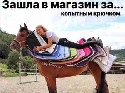 Из Сибири в Адыгею | Любопытная лошадка! 🐴 #shorts #лошадь #приколы  #животные #юмор #короткиевидео #лошадки #изсибиривадыгею | Дзен