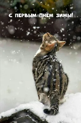 Коты греют зимой трубы, чтобы людям в квартирах было тепло. КОТельня! /  Приколы для даунов :: коты греют трубы чтобы людям было тепло :: котэ ( прикольные картинки с кошками) :: разное /