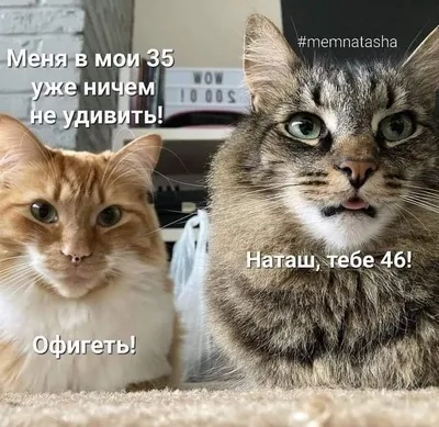 коты и Наташа | Смешные открытки, Кот, Кошки