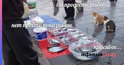 Вы продаете рыбов?»: милый мем про котов покорил сердца пользователей -  Афиша Daily