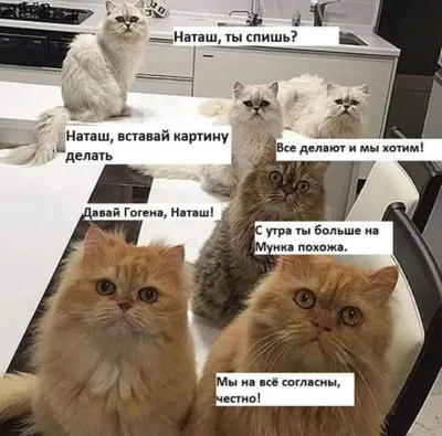 О котах и Наташах пост. Прикольные мемы | Мемы, Смешные шутки, Смешные мемы
