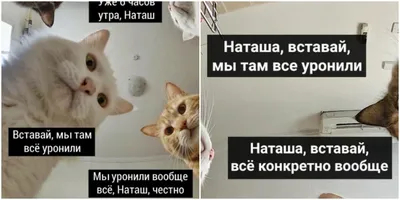 Коточтение