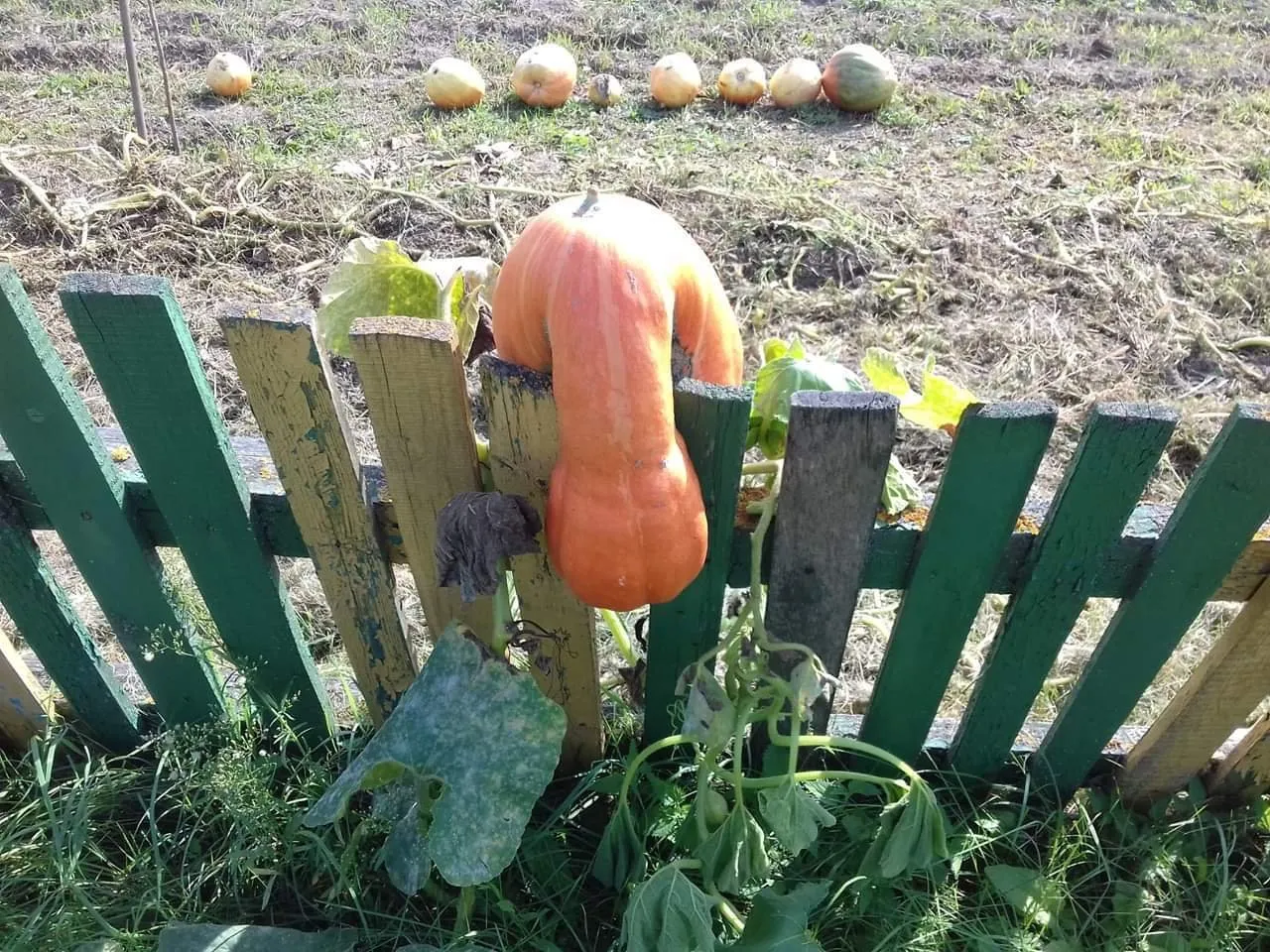 Смешные тыквы