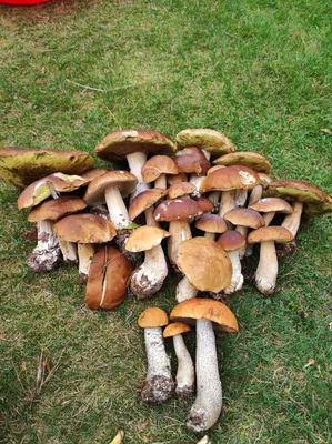 Долгожданный сбор грибов | Пикабу