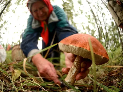 Ежегодно в лесу теряется порядка 160 грибников - МВД - 08.07.2023, Sputnik  Беларусь