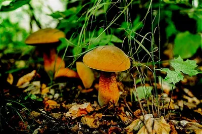 Интересные факты о грибах | Евгений Дубаков | Дзен