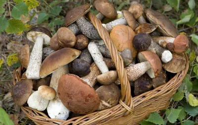 Собирать грибы в лесу нельзя? | СП - Новости Бельцы Молдова