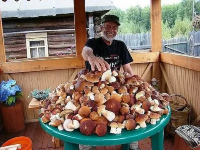 Почему финны не собирают грибы