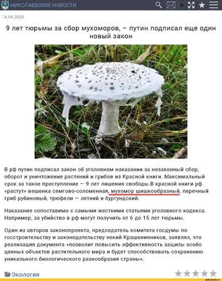 Когда какие и где собирать грибы в Томске - База отдыха Деревенская Усадьба