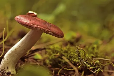 Девять советов от профессионалов. Как в этом году собрать грибы правильно |  Природа | Общество | Аргументы и Факты