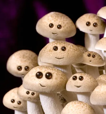 Главные правила сбора грибов и распространённые ошибки грибников | Лесные  истории | Дзен